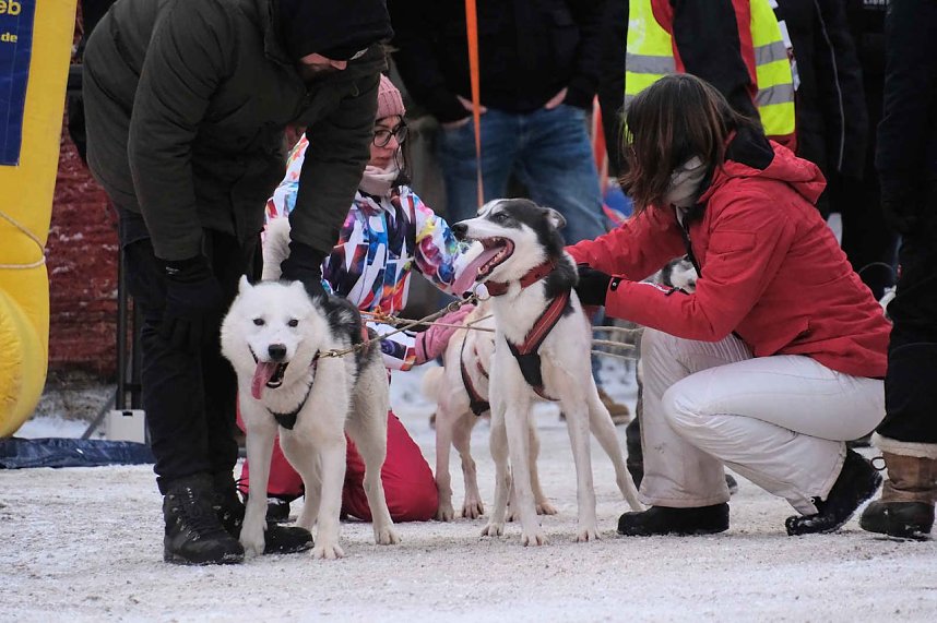 Hundeschlittenrennen im Harz