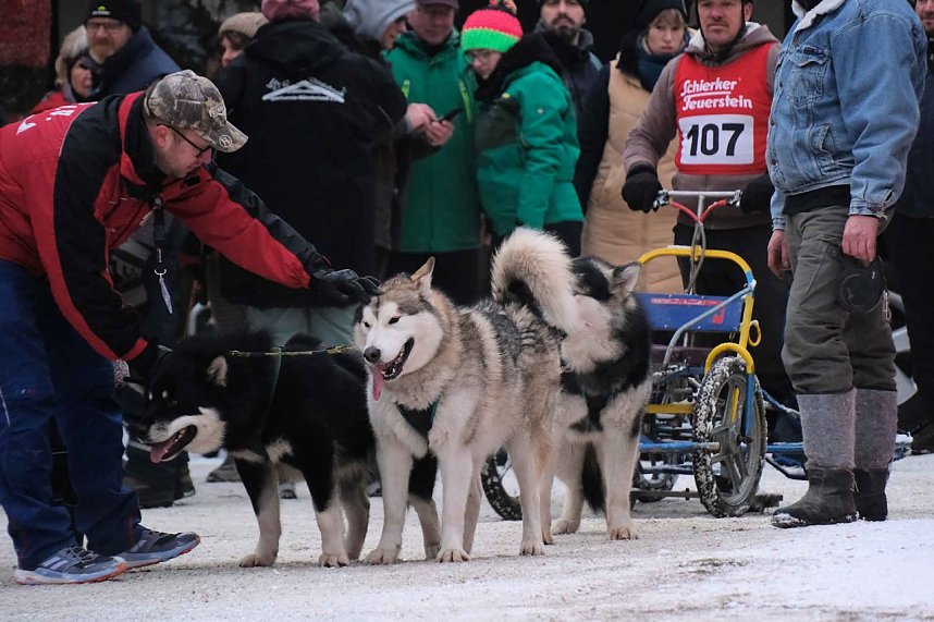 Hundeschlittenrennen im Harz