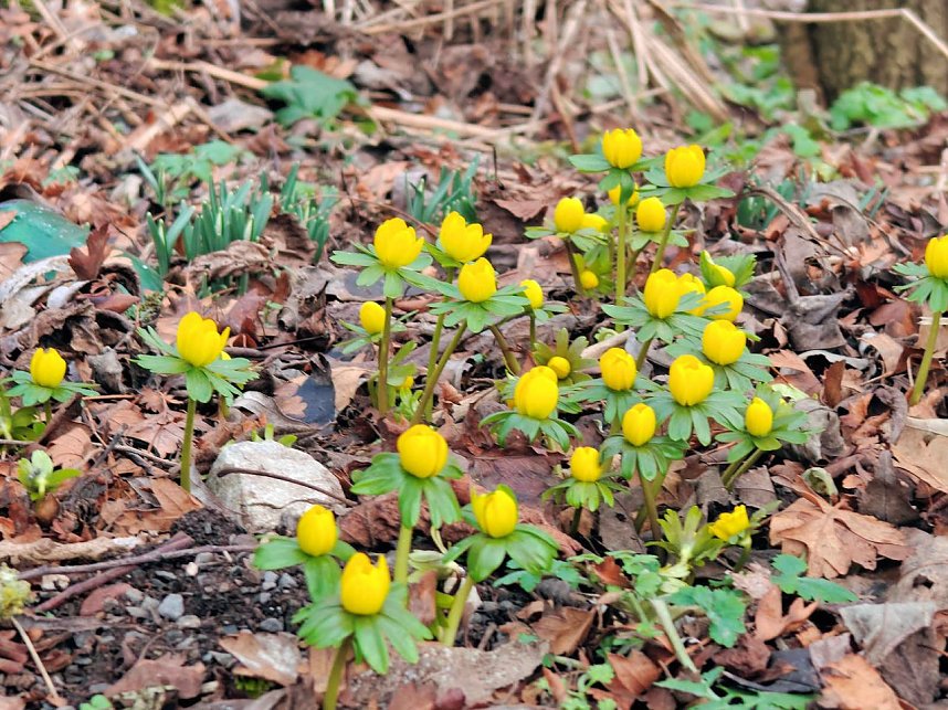 Die ersten Vorboten des Fr&uuml;hlings