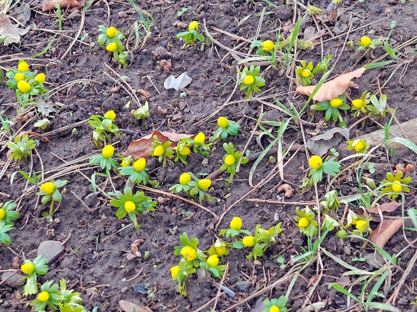 Die ersten Vorboten des Fr&uuml;hlings