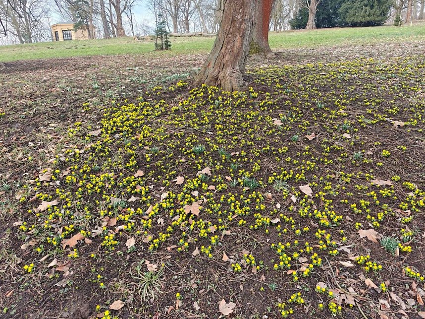 Fr&uuml;hlingsvorboten im Stadtpark und im Park Hohenrode