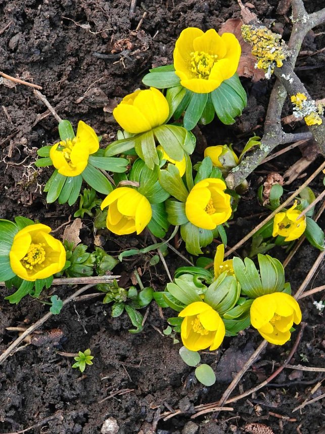 Fr&uuml;hlingsvorboten im Stadtpark und im Park Hohenrode