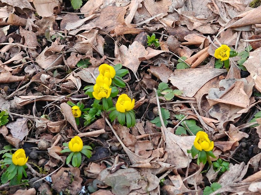 Fr&uuml;hlingsvorboten im Stadtpark und im Park Hohenrode
