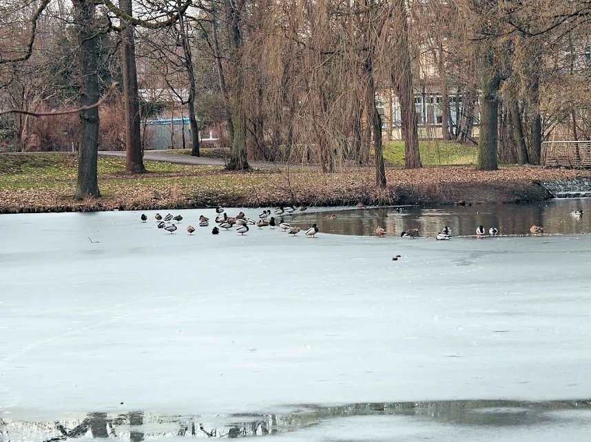 Fr&uuml;hlingsvorboten im Stadtpark und im Park Hohenrode