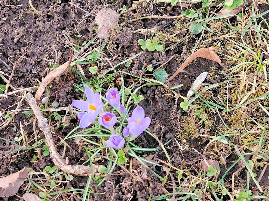 Fr&uuml;hlingsvorboten im Stadtpark und im Park Hohenrode