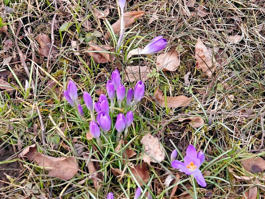 Fr&uuml;hlingsvorboten im Stadtpark und im Park Hohenrode