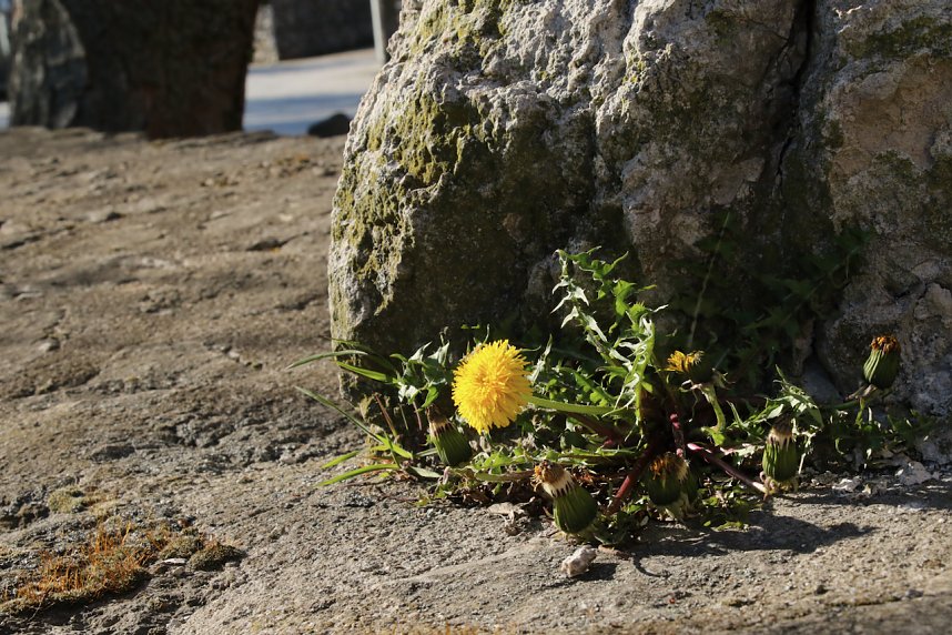 &Ouml;kumenischer Kreuzgang durch Nordhausen