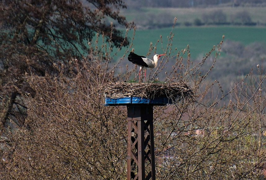Storch und Co. am Stausee Kelbra