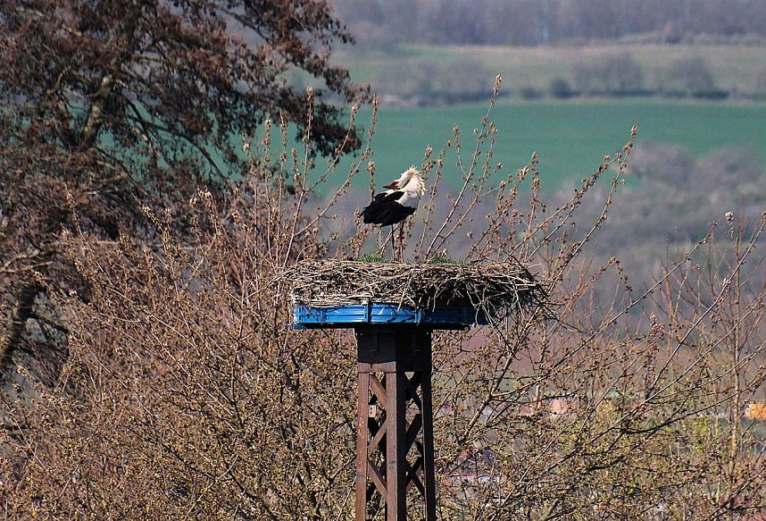 Storch und Co. am Stausee Kelbra
