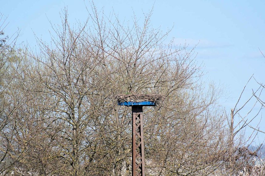 Storch und Co. am Stausee Kelbra