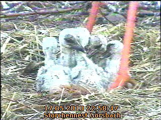 Blick in die Kinderstube