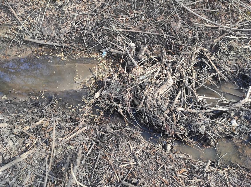 Ufer am R&ouml;ssingsbach