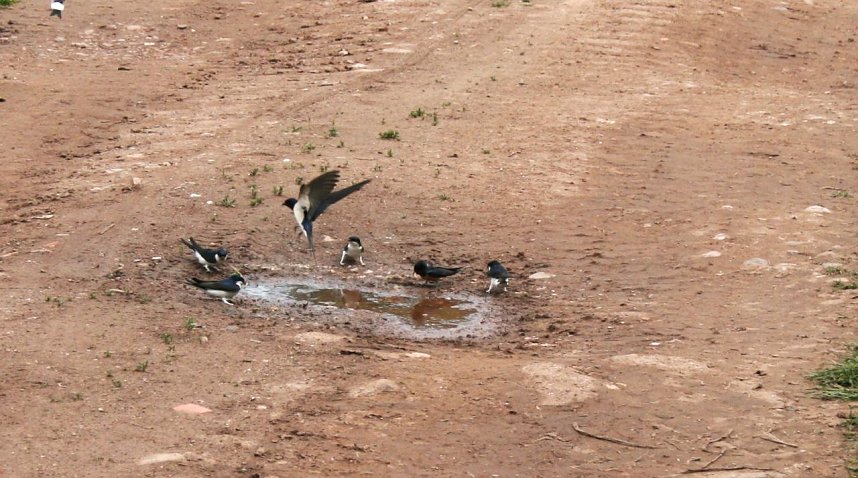 Vogelbeobachtung am Stausee Kelbra