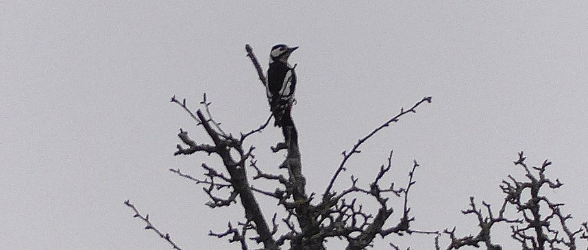 Vogelbeobachtung am Stausee Kelbra