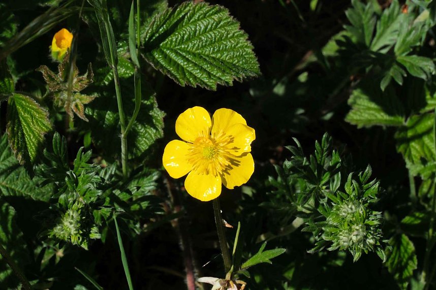 Unterwegs am Rosenteich