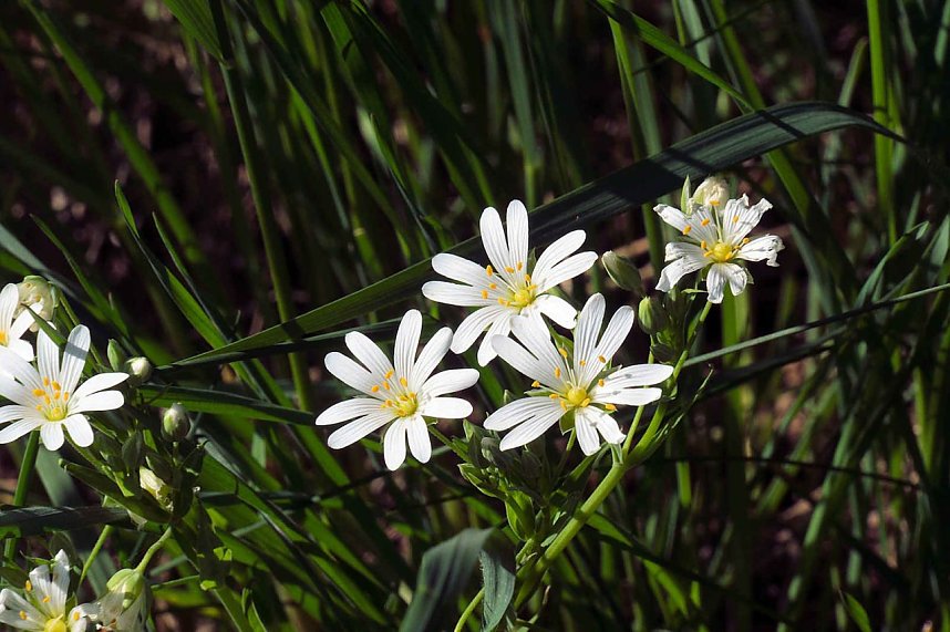 Unterwegs am Rosenteich
