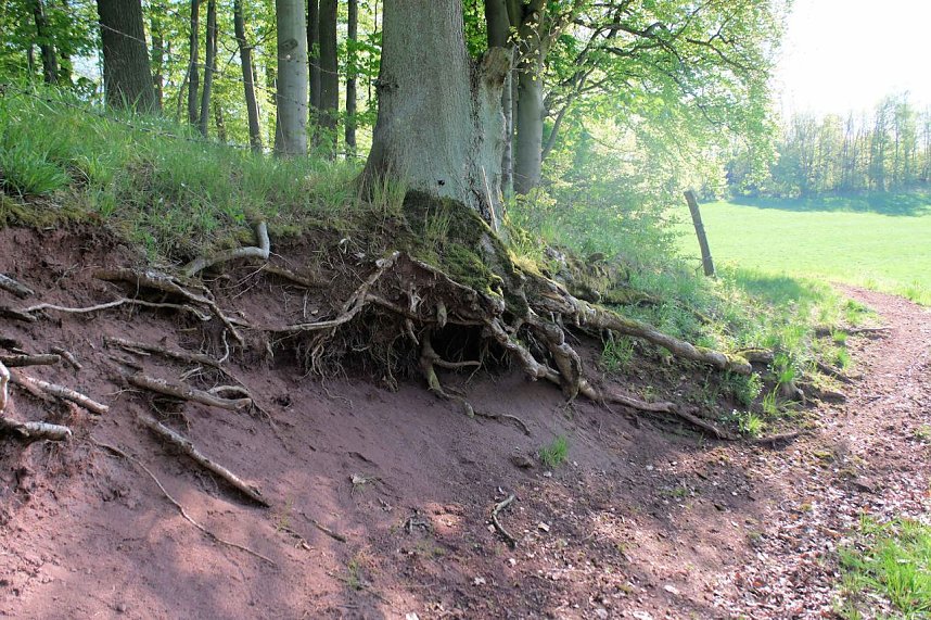 Unterwegs am Rosenteich