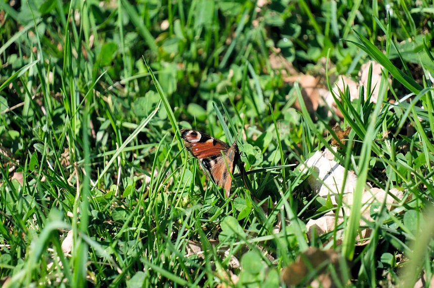 Unterwegs am Rosenteich