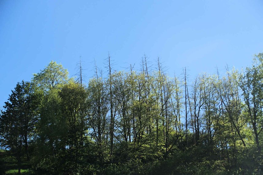 Unterwegs am Rosenteich