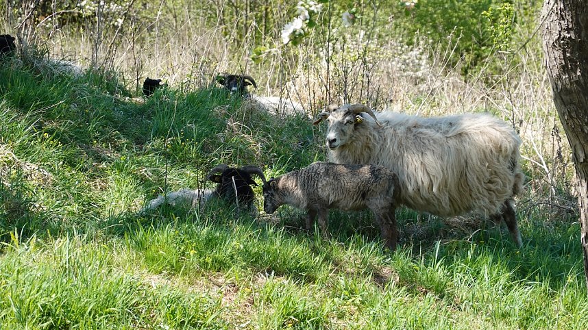 Streuobsttag am Neust&auml;dter Rosenteich
