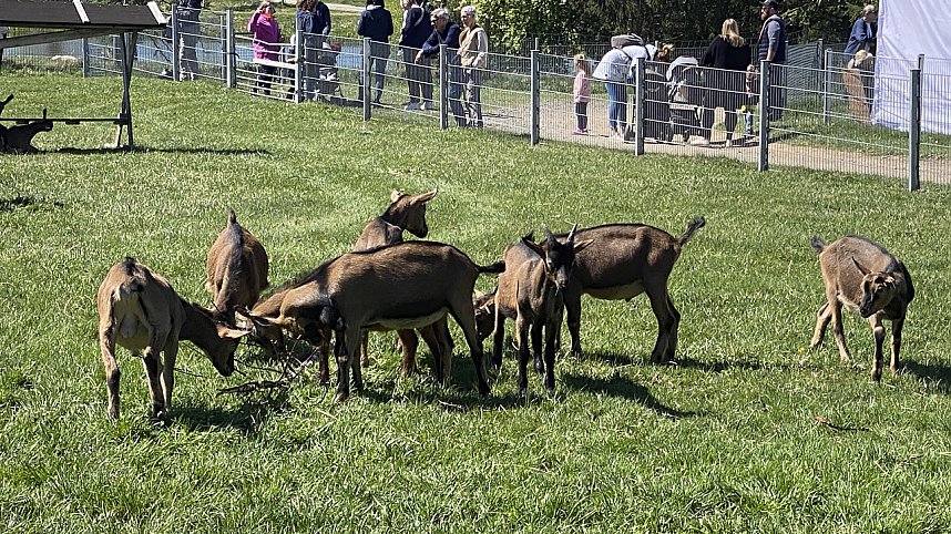 Almauftrieb Sophienhof 2025