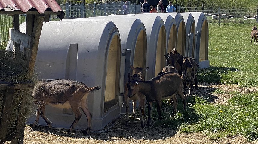 Almauftrieb Sophienhof 2025