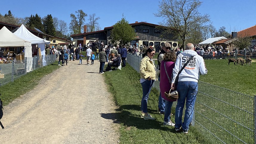 Almauftrieb Sophienhof 2025