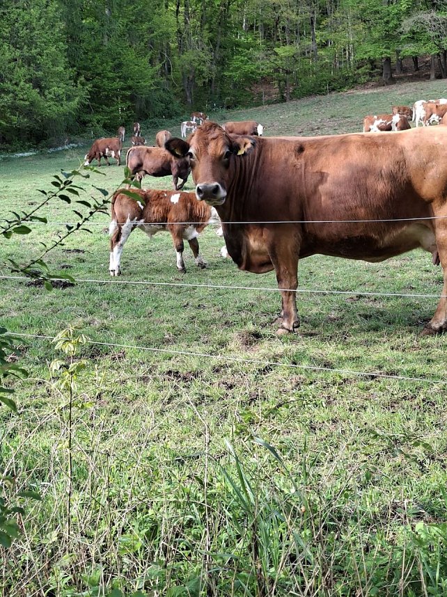 Impressionen von einer doppelten Harzquerung