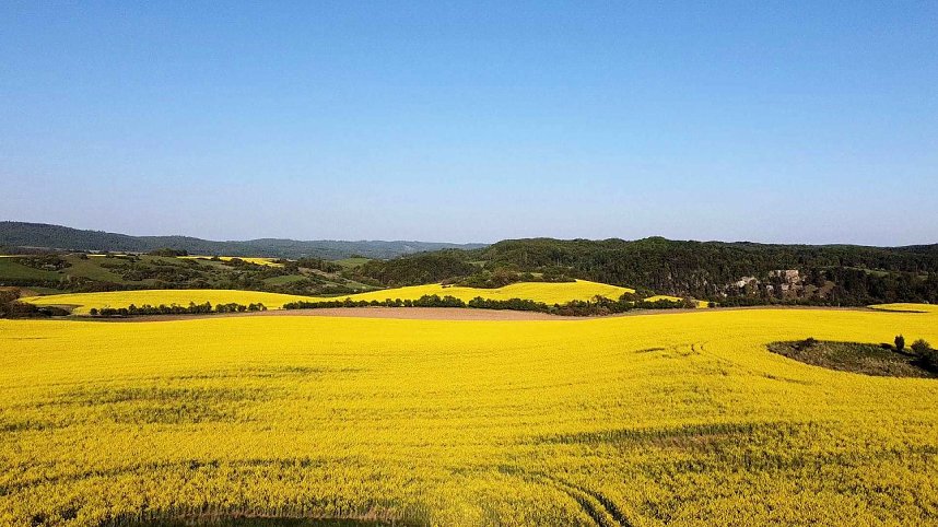 Gelbe Fr&uuml;hlingsstimmung