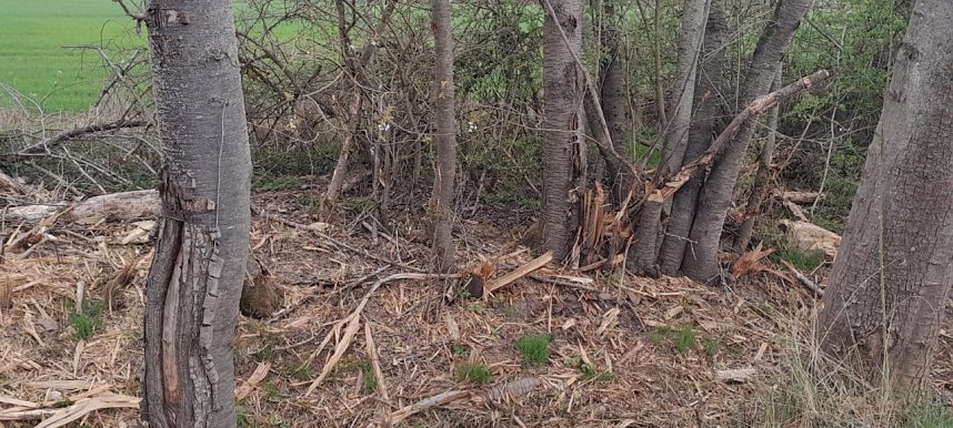 So sieht es entlang der Gumpe aus