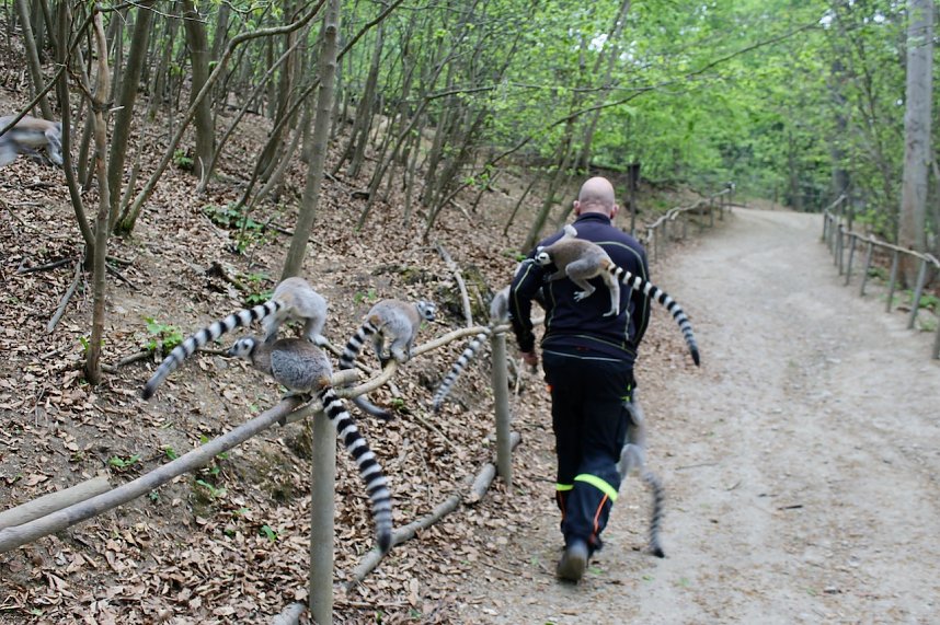 Besuch im Affenpark in Strau&szlig;berg (Th&uuml;ringen)