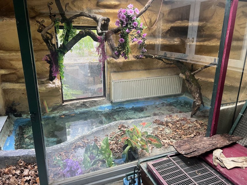 Krokodile und Schlagen in Obhut genommen