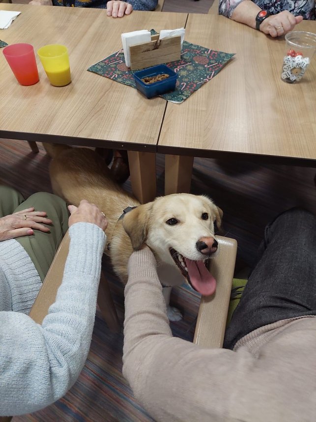 Gemeinsames Zuhause von Bewohner und Tier - in Werther gibt es jetzt einen Therapiehund