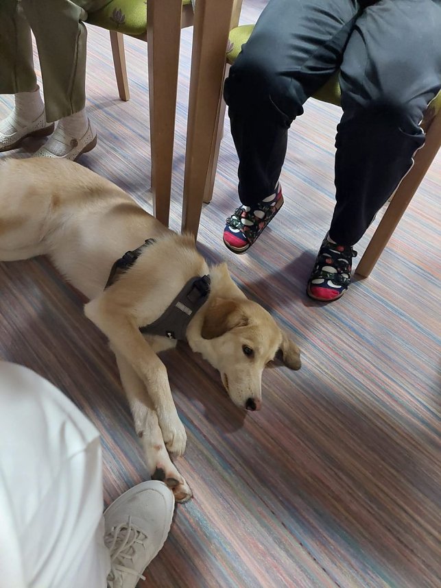 Gemeinsames Zuhause von Bewohner und Tier - in Werther gibt es jetzt einen Therapiehund