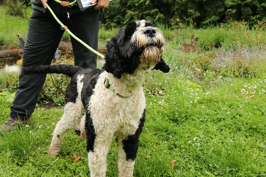 Waldjugendspiele 2025 im Park Hohenrode