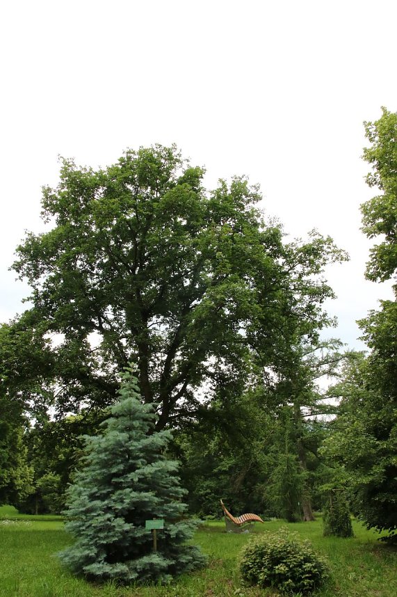 Waldjugendspiele 2025 im Park Hohenrode