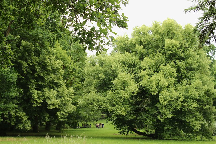 Waldjugendspiele 2025 im Park Hohenrode