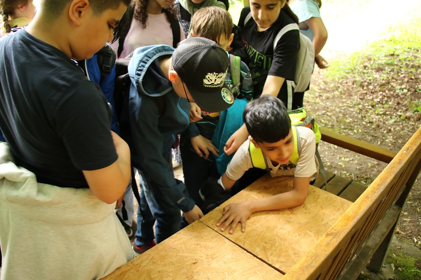 Waldjugendspiele 2025 im Park Hohenrode