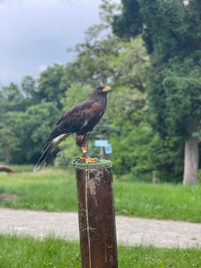 Kinder der Bertolt-Brecht-Grundschule bei den Waldjugendspielen