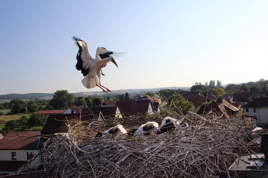 Storchennest inn Windehausen