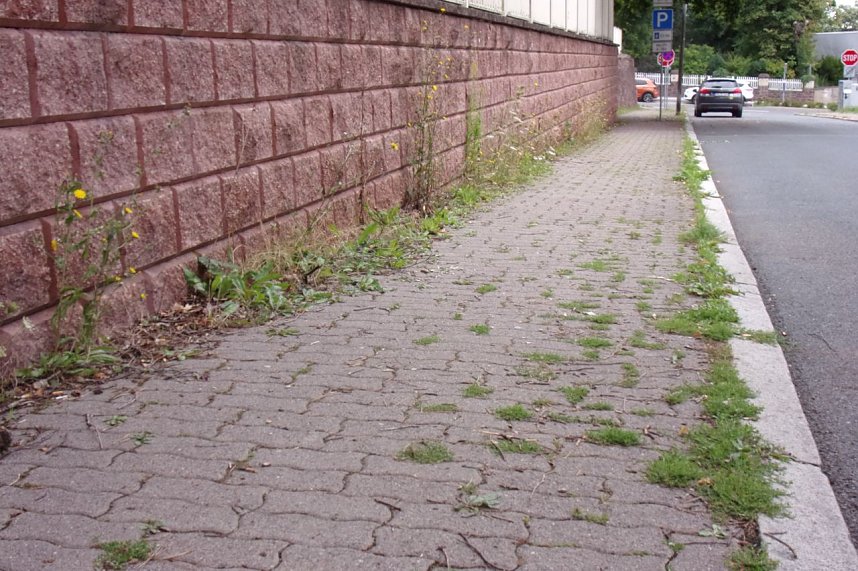 Nicht das Gr&uuml;n das man sich w&uuml;nscht, meint Anton Adlerauge