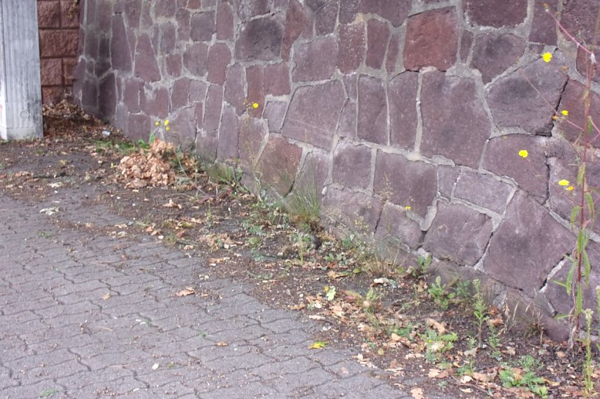 Nicht das Gr&uuml;n das man sich w&uuml;nscht, meint Anton Adlerauge