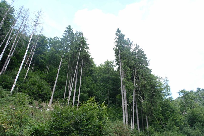 Peter Blei unterwegs im Birkenmoor