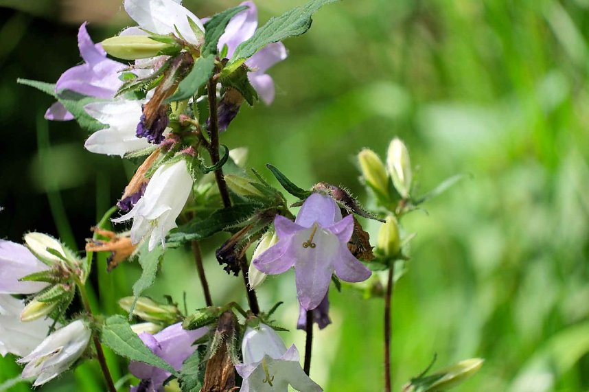 Peter Blei unterwegs im Birkenmoor