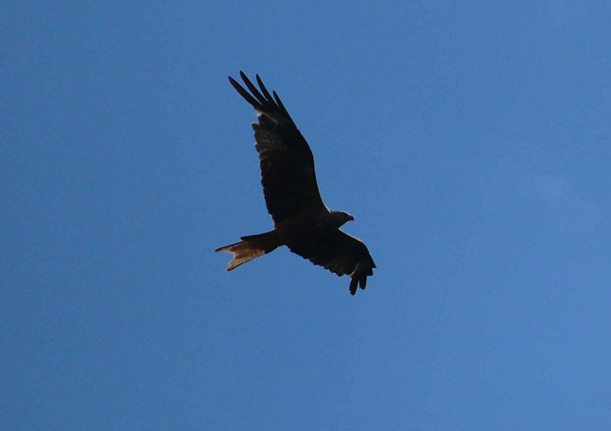 Peter Blei unterwegs im Birkenmoor