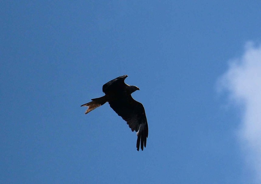 Peter Blei unterwegs im Birkenmoor