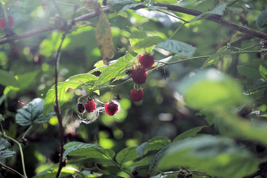 Peter Blei unterwegs im Birkenmoor