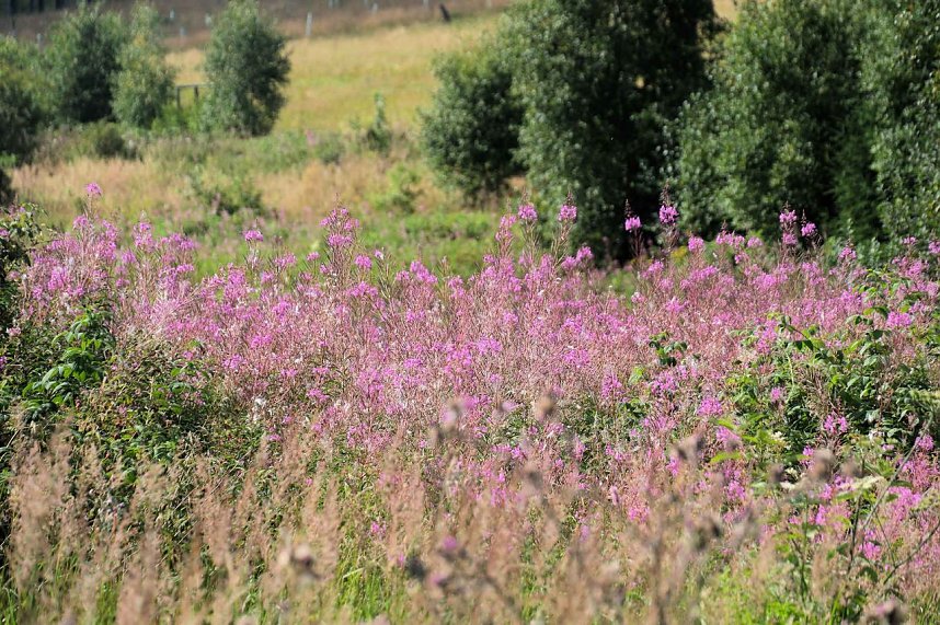 Peter Blei unterwegs im Birkenmoor