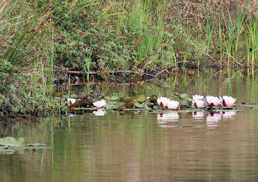 Peter Blei unterwegs im Birkenmoor