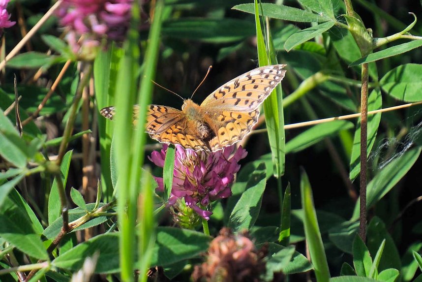 Peter Blei unterwegs im Birkenmoor